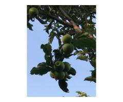 Яблоневый сад с участком 2 га в с.Азат - 2