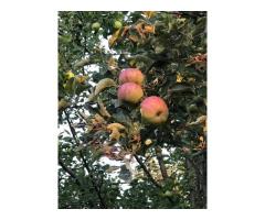 Яблоневый сад с участком 2 га в с.Азат - 3