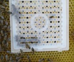 Продаём пчелопакеты, пчёлы. Май 2022г