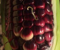 Рассада кукурузы - 2