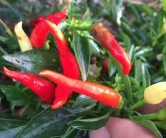 Рассада перца - 2