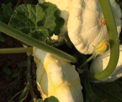 Рассада кабачков, цукини, патиссонов - 2