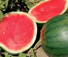 Рассада арбуза - 2