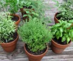 Коренья хрена. Хрен столовый. обыкновенный. Рассада. Пряности. Коренья. Лечебные травы. - 2