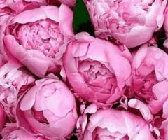 Пионы. Крупноцветковые розовые.