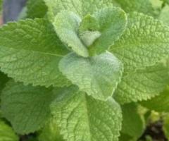 Мята яблочная. - 2