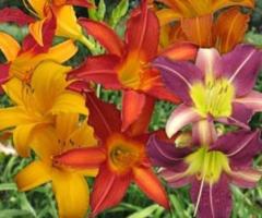 Лилейник сортовой. Микс. - 2
