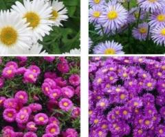 Сентябрины махровые. - 2