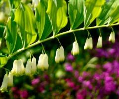 Цветы Купена - императорский колокольчик. - 2