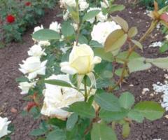 Саженец розы (мини). Сербия - 2