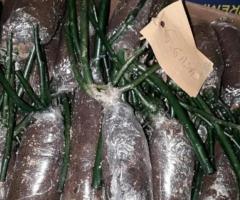 Саженец розы (мини). Сербия - 3