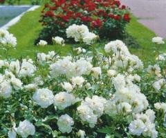 Саженец розы (чайно-гибридная, ремонтантная). Казахстан - 2