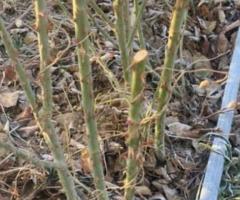 Саженцы роз "Голландская". Казахстан - 2