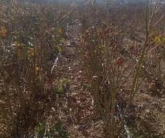 Саженцы роз "Голландская". Казахстан - 3