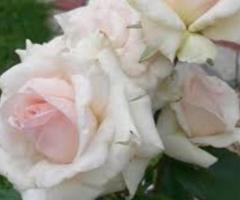 Саженец розы плетистой "Шванензее". Крым В избранное - 2