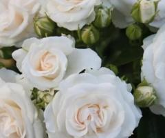 Саженец розы плетистой "Шванензее". Крым В избранное - 3