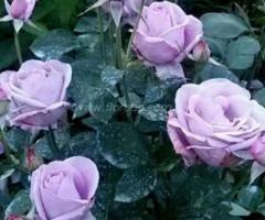 Саженец розы плетистой "Индиголетта". Крым - 2
