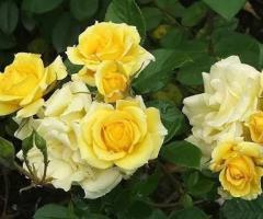 Саженец розы плетистой "Казино". Крым - 2