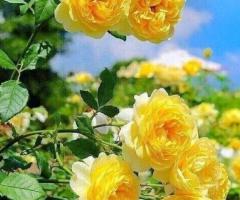 Саженец розы плетистой "Казино". Крым - 3