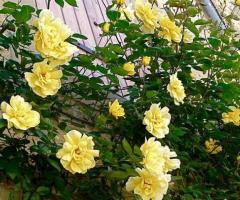 Саженец розы плетистой "Казино". Крым - 4