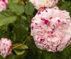 Саженцы масленичных роз. Сербия - 2