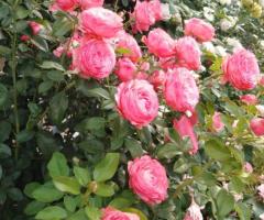 Саженцы масленичных роз. Сербия - 3