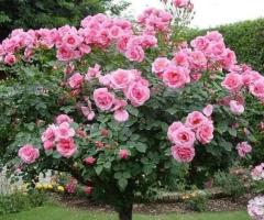 Саженцы роз ( штамбовые). Сербия - 2