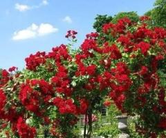 Саженцы роз ( штамбовые). Сербия - 3