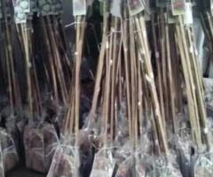 Саженцы роз ( штамбовые). Сербия - 4