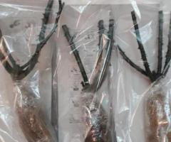 Саженцы роз (чайно - гибридные), среднерослые. Сербия - 3