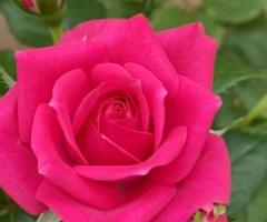 Саженцы роз (чайно - гибридные), высокие. Сербия - 2