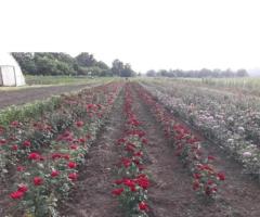 Саженцы роз (чайно - гибридные), высокие. Сербия - 3