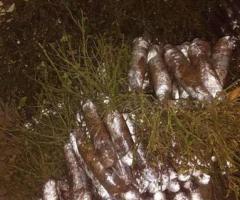 Саженцы роз (чайно - гибридные), высокие. Сербия - 4