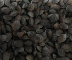 Семена Эспарцета, сорт "Саукурдык", "Песчаный". Казахстан - 2