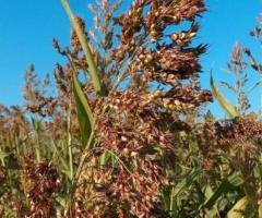 Семена Суданка сорт "Изумрудная", "Кинельская 100" - 2