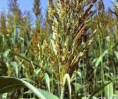 Семена суданки "Камышинская 51" ЭС, РС-1 - 2