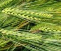 Семена  ячменя озимого - "Виват", "Ерема", "Маруся", "Тимофей", "Фокс1" ЭС, РС-1 - 2