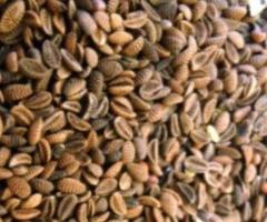 Семена фацелии пижмолистной - "Рязанская" ЭС, РС-1. Россия - 2