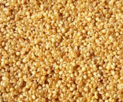 Семена амаранта универсального "Харьковский - 1" ЭС. Россия - 2