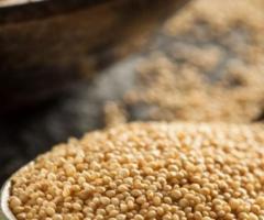 Семена амаранта "Воронежский" РС -1 , Казахстан - 2