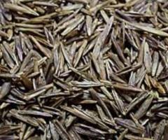 Семена кострец безостый, костер «СИБНИИСХОЗ 189» ЭС, РС-1 Россия - 2