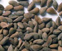 Семена ели голубой, колючей "Picea pungens" ЭС. Россия - 2