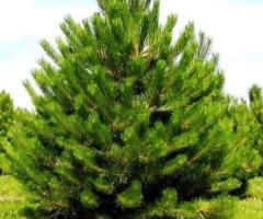 Семена сосны "Обыкновенная" (Pinus sylvestris) ЭС. Россия