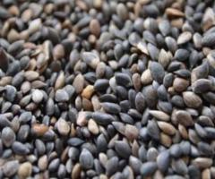 Семена сосны "Обыкновенная" (Pinus sylvestris) ЭС. Россия - 2