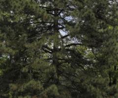 Семена сосны "Крымская" (Pinus nigra subsp. pallasiana) ЭС . Россия