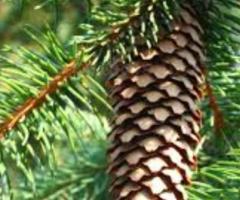 Семена сосны "Крымская" (Pinus nigra subsp. pallasiana) ЭС . Россия - 2