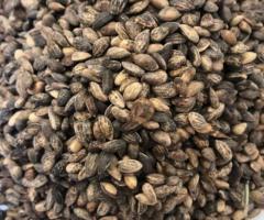 Семена сосны "Крымская" (Pinus nigra subsp. pallasiana) ЭС . Россия - 3