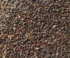 Семена ели "Европейская" (Pícea ábies) РСТ. Россия - 2