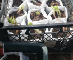 Пакеты для рассады. 30 см*25 см. Пакеты из спанбонда. - 2