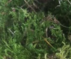Мох Сфагнум. - 2